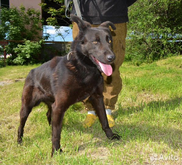 Жасмин в поисках дома