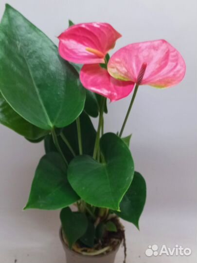 Антуриум аризо пинк