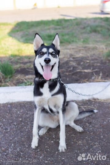 Сибирский хаски помесь