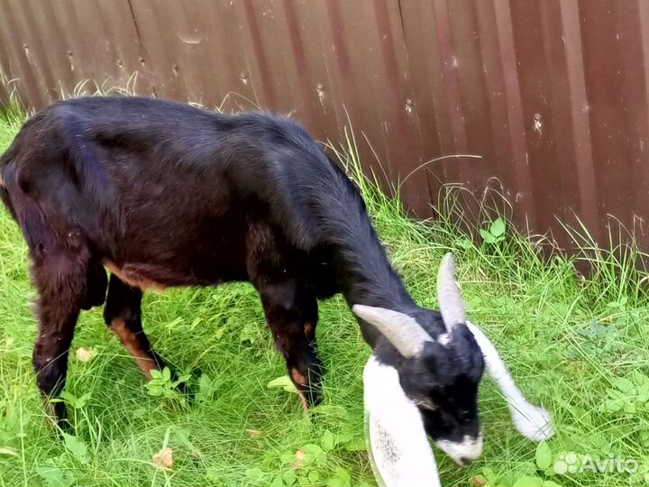 Козел битал