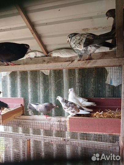 Продажа голубь пародесты