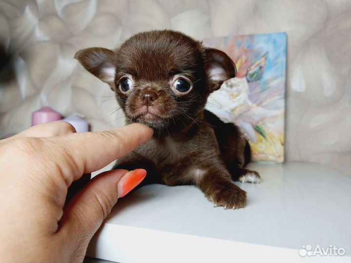 Девочка супер мини