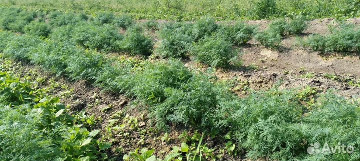 Зелень, кабачки, капуста