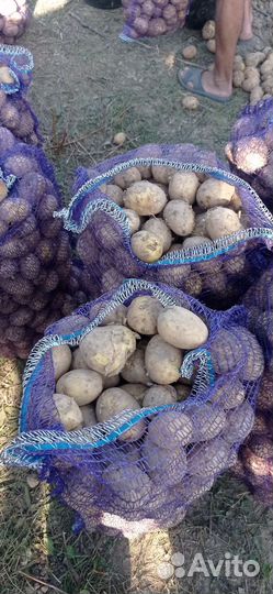 Продам картофель оптом