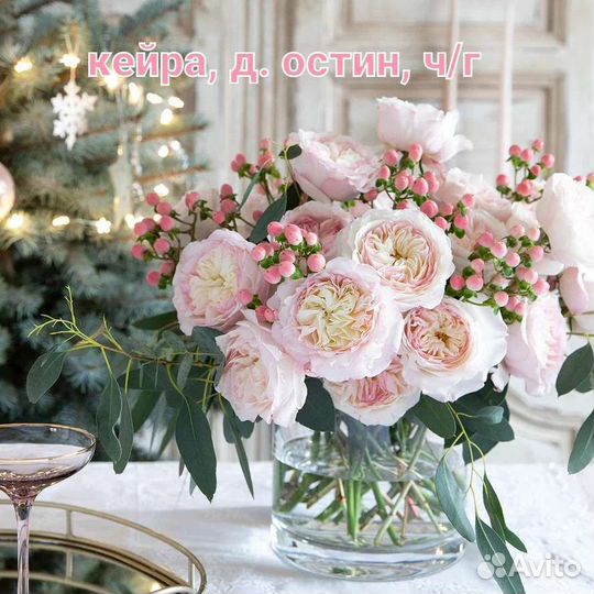 Розы Д. Остина и плетистые в горшках