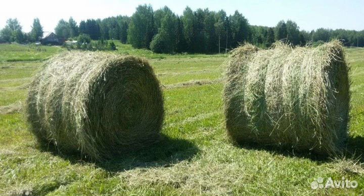Сено в рулонах 2023