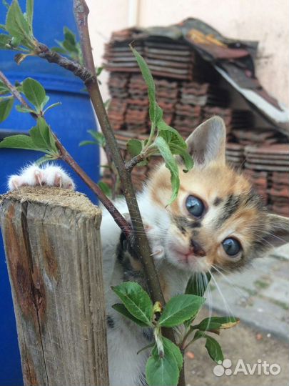 Котёнок девочка