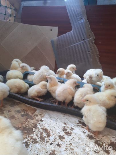 Цыплята бройлеры от 15 мая