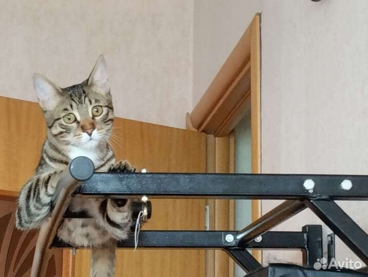 Кот в добрые руки бесплатно