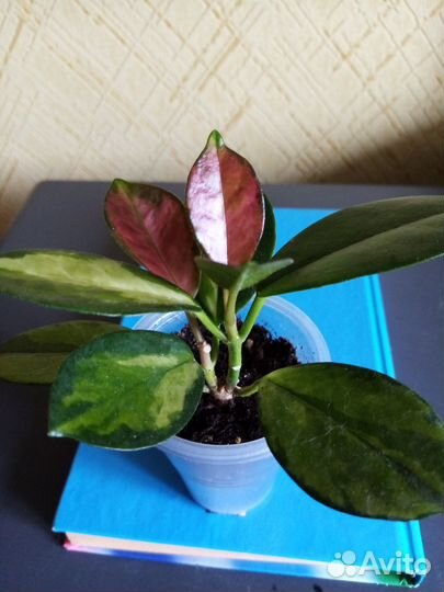 Хойя Аустралис Лиза и Обовата вариегатная