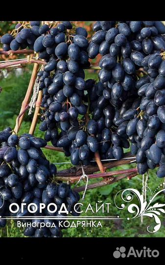 Саженцы и черенки винограда