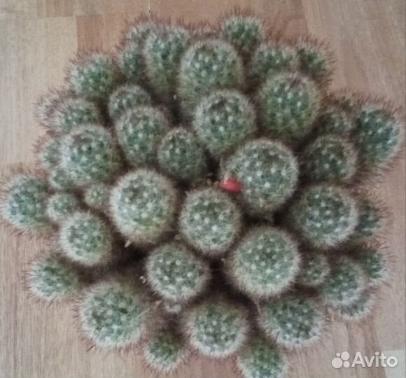 Кактусы и сакуленты