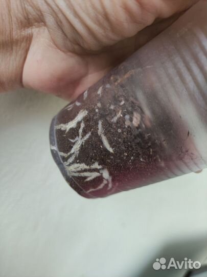 Фикус Альбомаргината