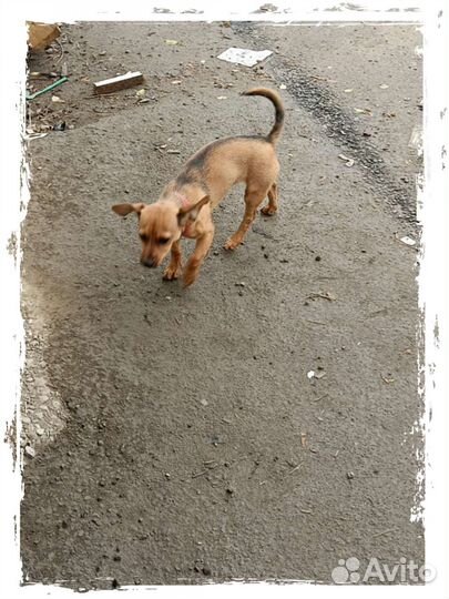 Собаки бесплатно в добрые руки