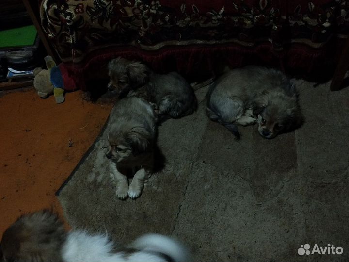 Щенки пекинеса