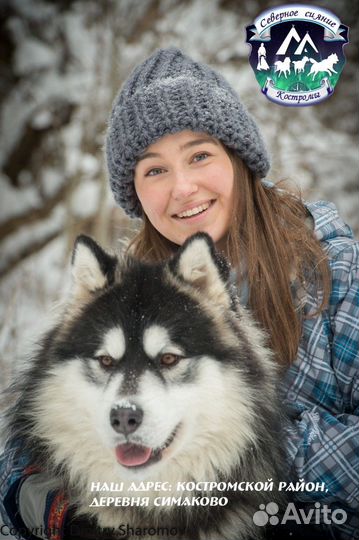 Программа с катанием на хаски