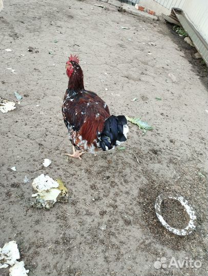 Молодые петухи
