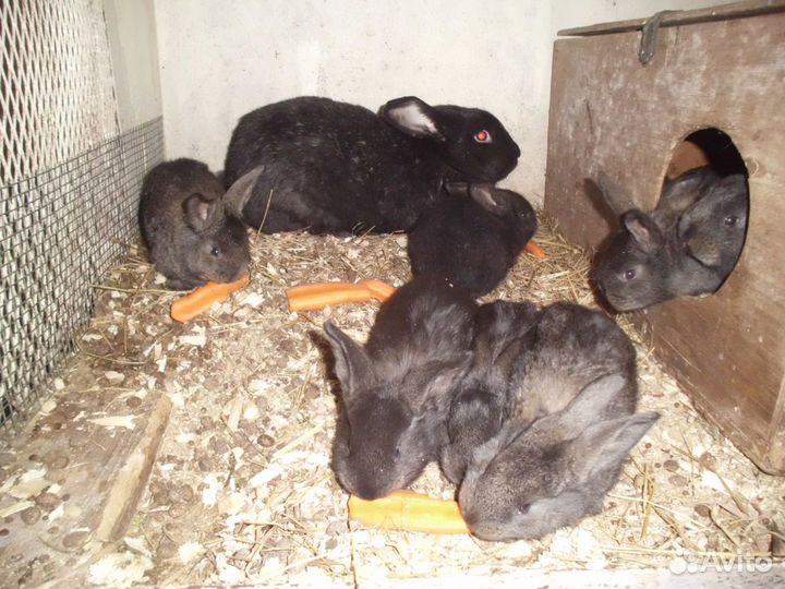 Кролики породы Фландер