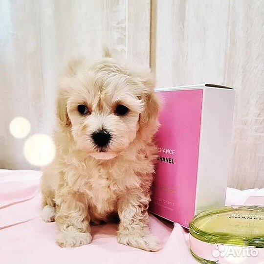 Мальтипу микро мальчик