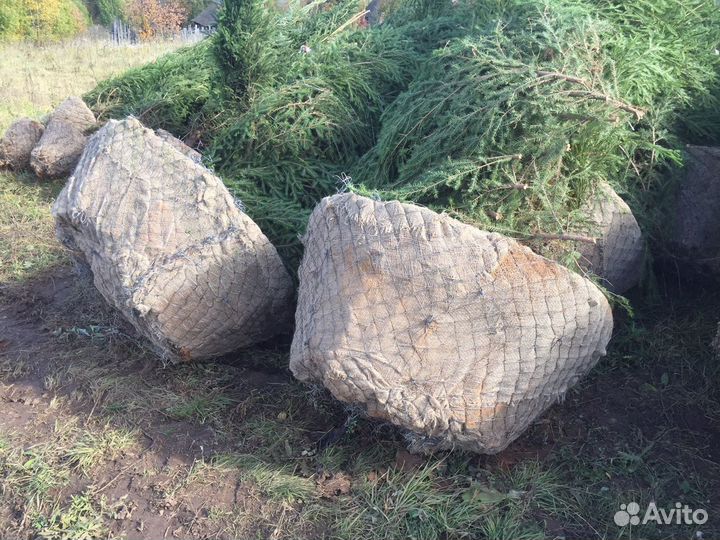 Крупномеры, Саженцы Ели и Сосны