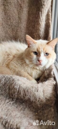 Ищет дом великолепный кот Апельсин