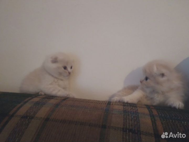Шотландские мальчики
