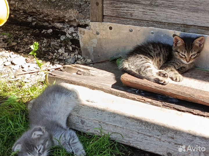 Кошка в дар