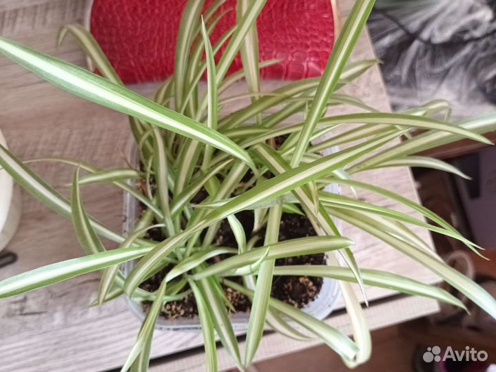 Хлорофитум