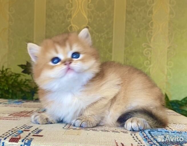 Золотой красавчик