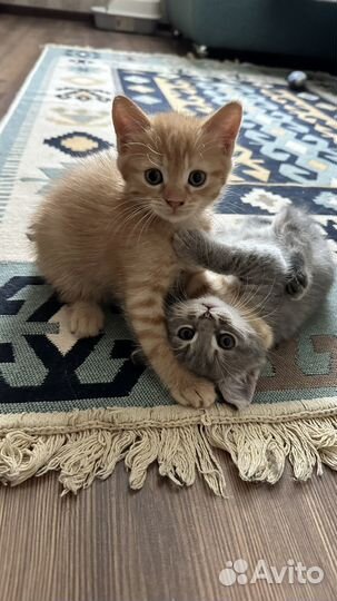 Прекрасные котята в добрые руки