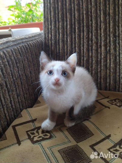 Милая кошечка
