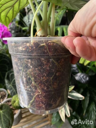 Алоказия сильвер дракон