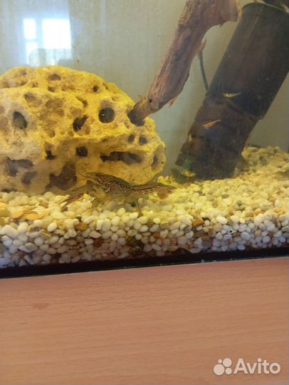 Аквариум с раками