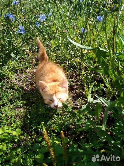 Отдам котят