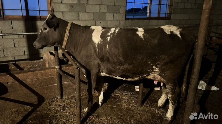Корова дойная