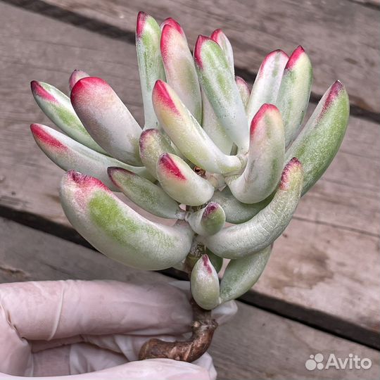 Cotyledon Orbiculata
