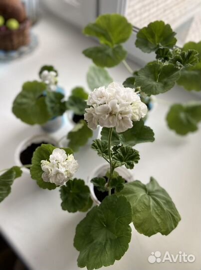 Пеларгония герань (белая, красная, розовая)