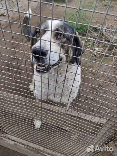 Красивая и добрая Эльба