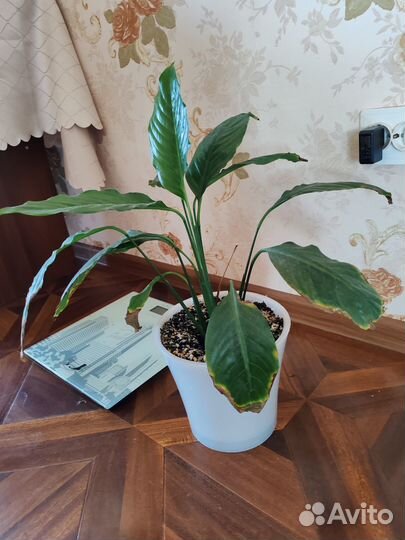 Комнатные цветы