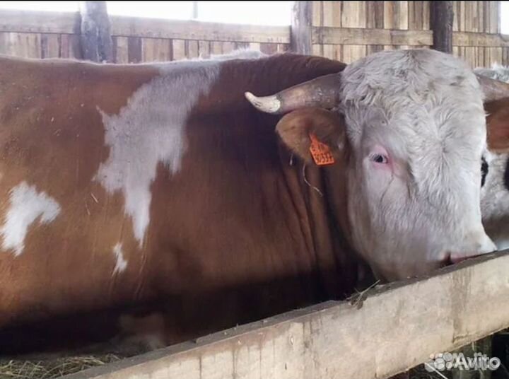Быки на мясо