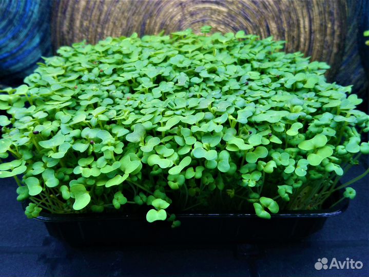 Микрозелень