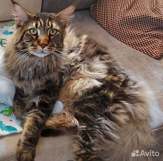 Кошка мейн-кун