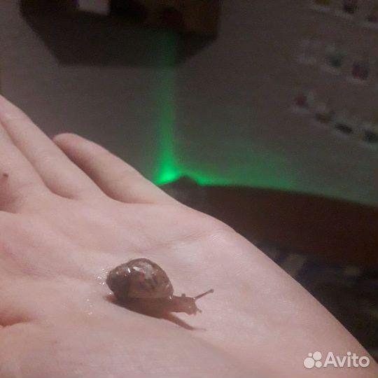 Улитки ахатины бесплатно