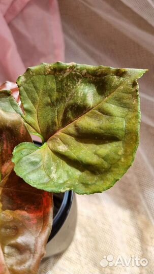 Сингониум Клубничный лед гэлакси