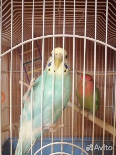 Волнистый попугай с клеткой
