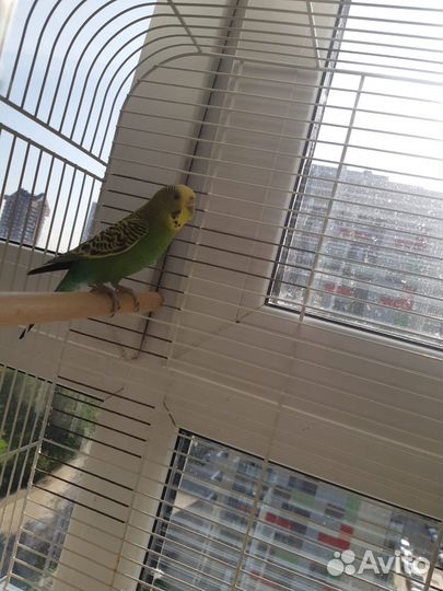Попугай волнистый и большая клетка