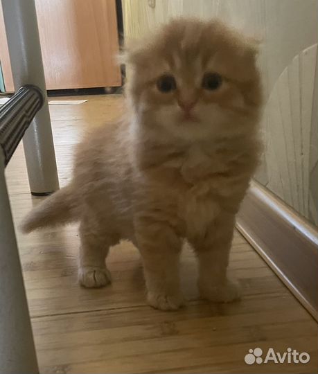 Котята в добрые руки бесплатно