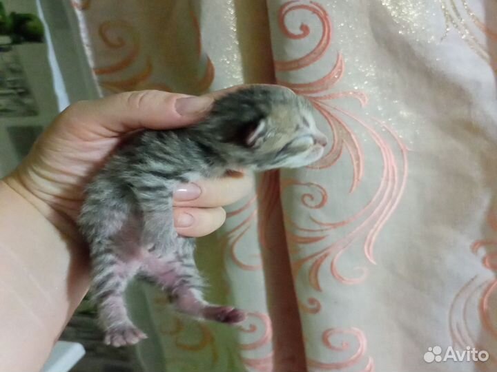 Очаровательные вислоухие комочки