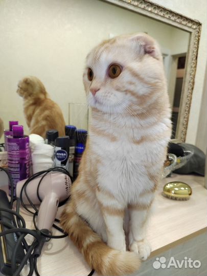 Шотландский вислоухий кот