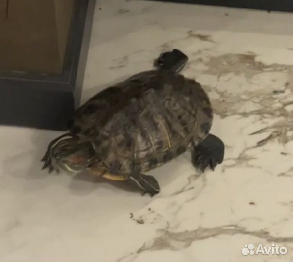 Красноухая черепаха бесплатно